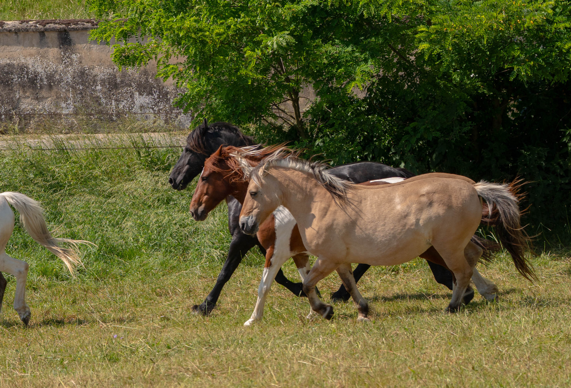 Chevaux au trot dans un pré